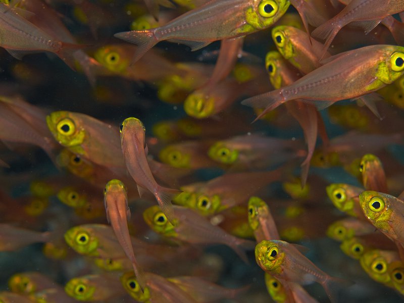 Fish, Batee Gla